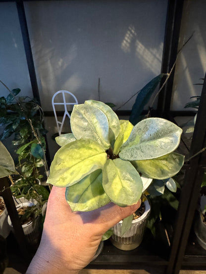 Hoya  argentea princess