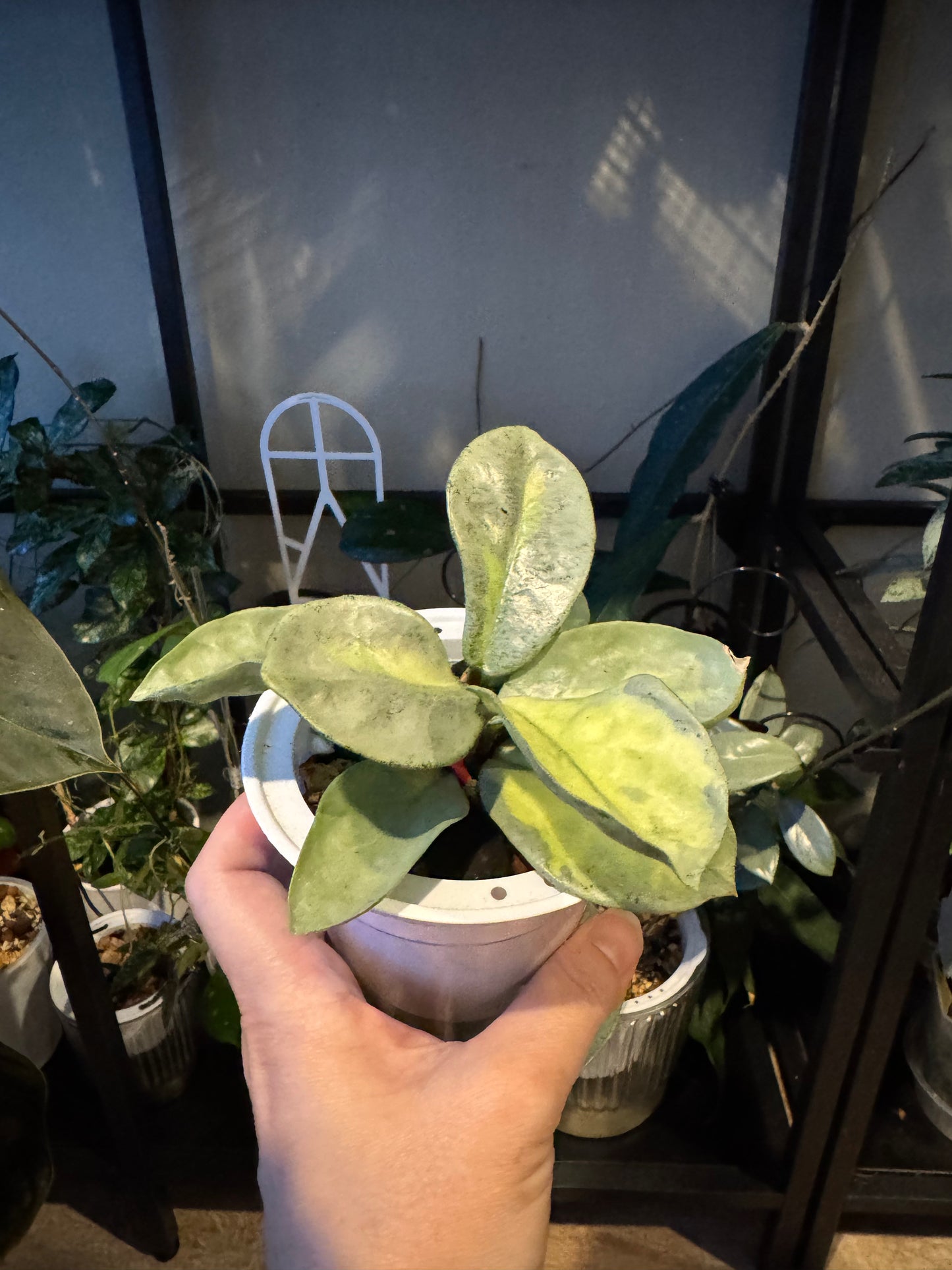 Hoya  argentea princess