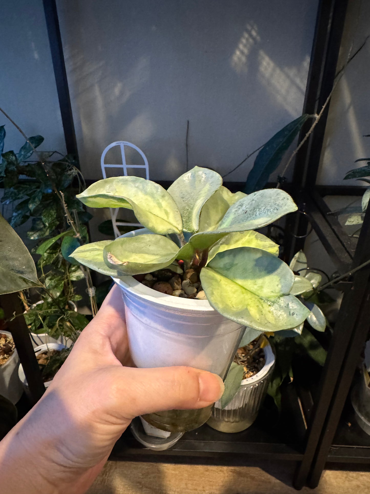 Hoya  argentea princess