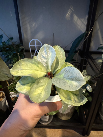 Hoya  argentea princess