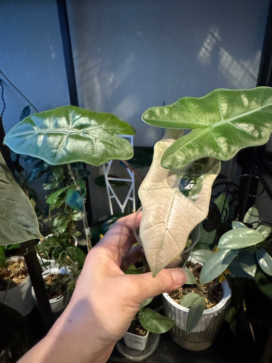 Alocasia pseudo Sandriana pink/albo