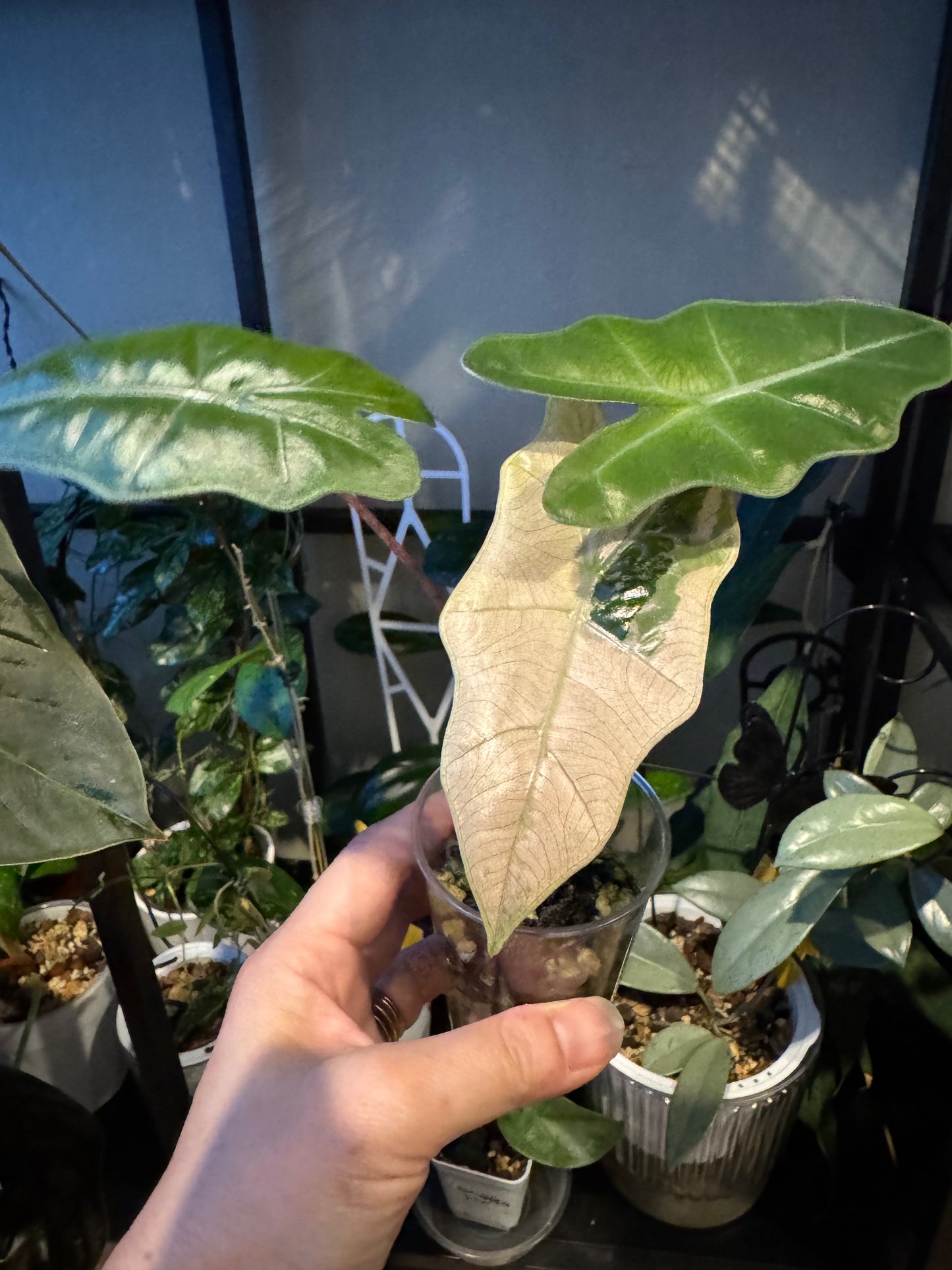 Alocasia pseudo Sandriana pink/albo