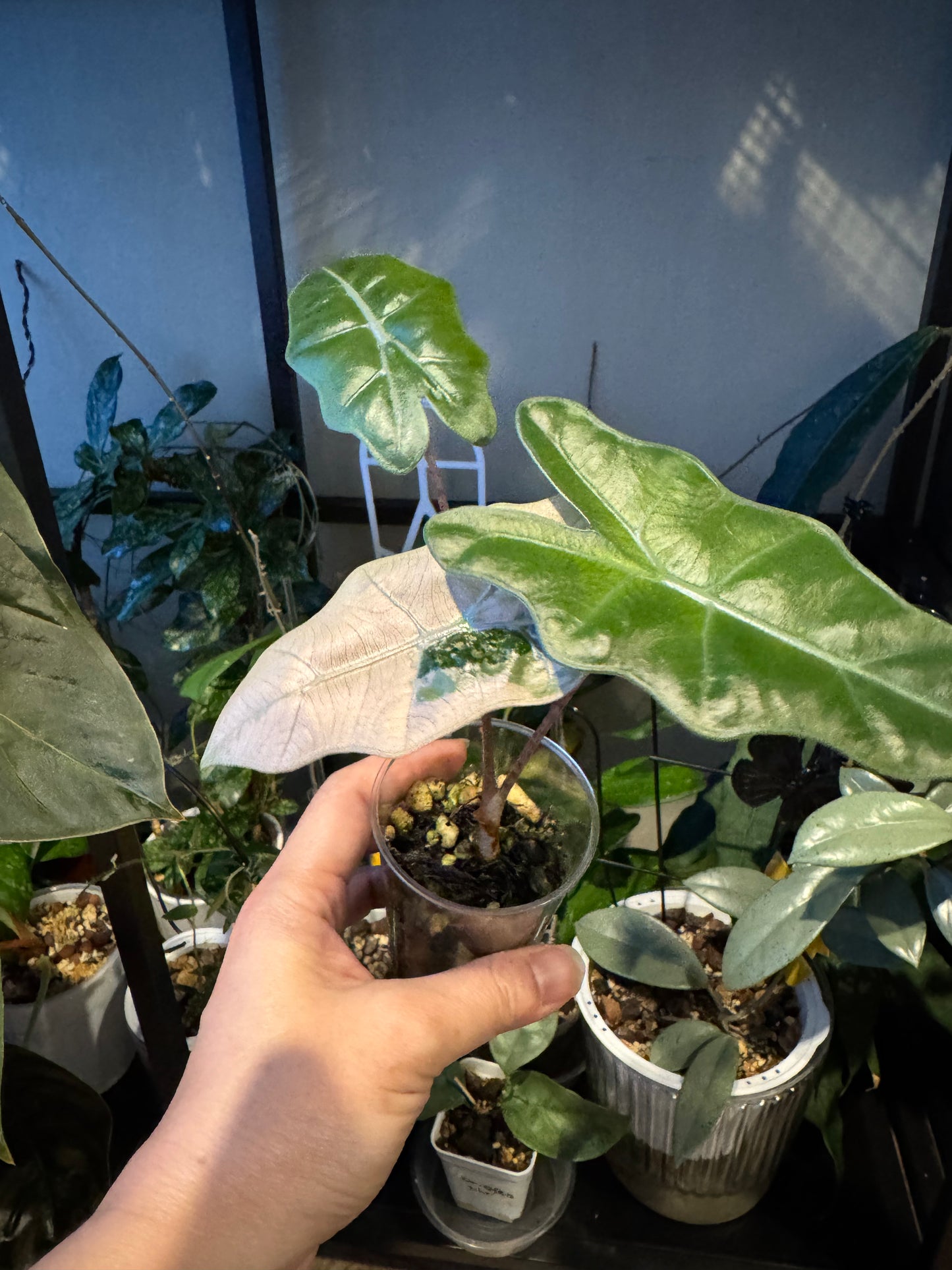 Alocasia pseudo Sandriana pink/albo