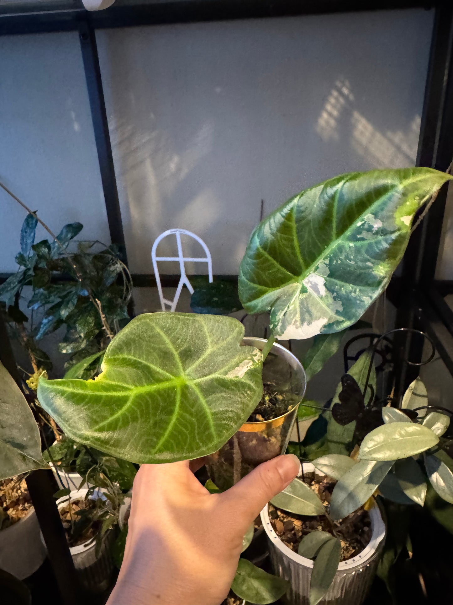 Alocasia regale shield