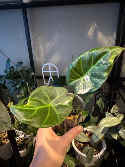 Alocasia regale shield