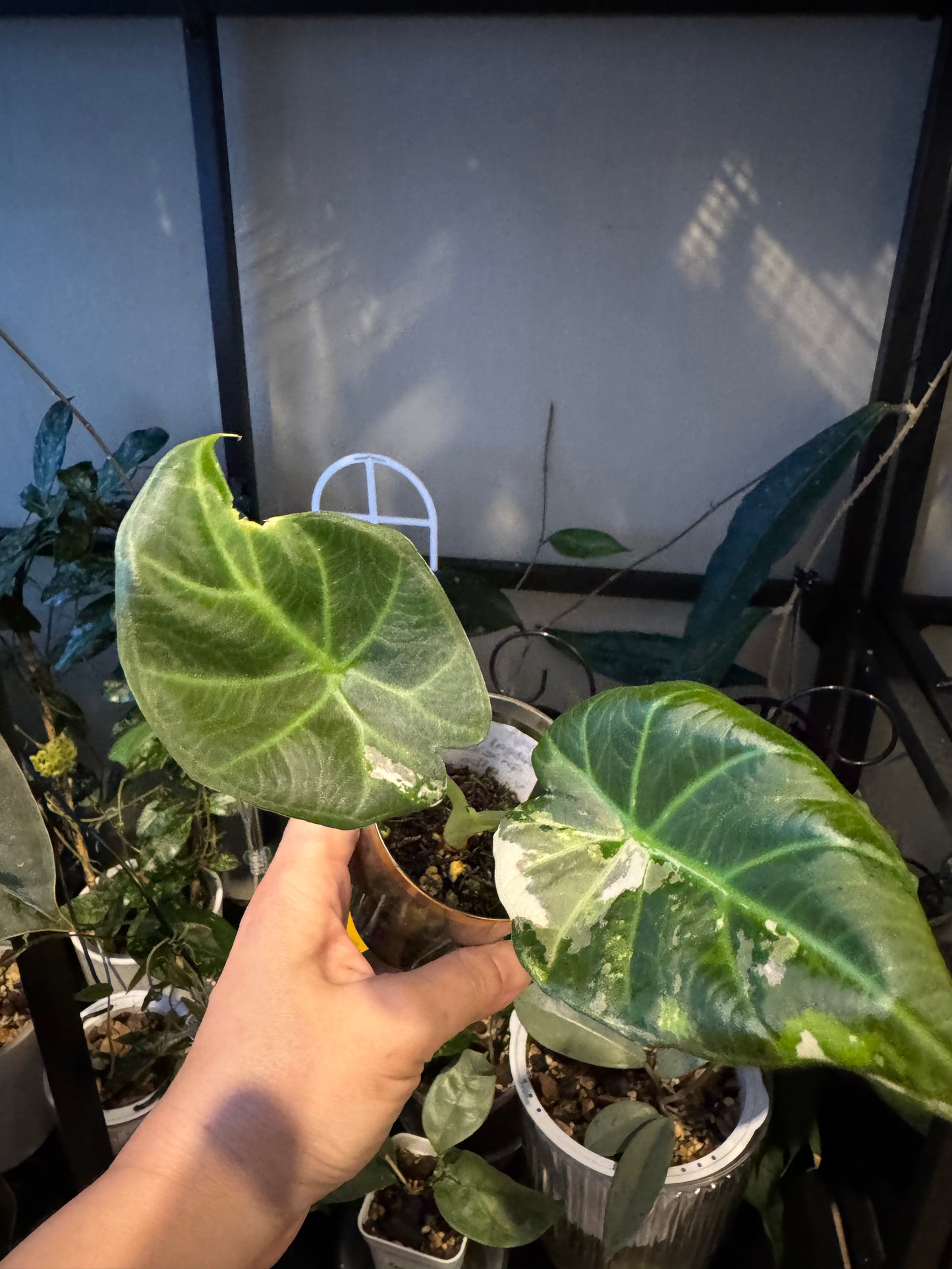 Alocasia regale shield