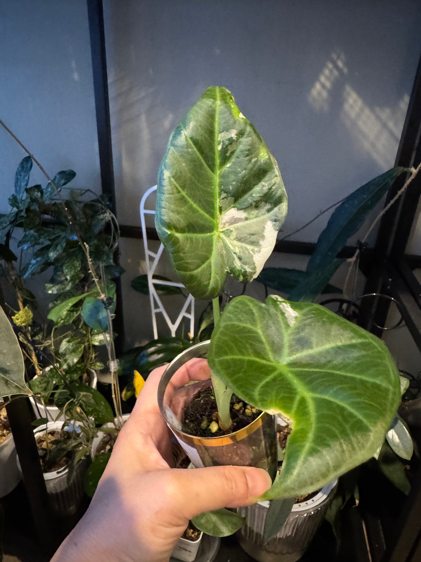 Alocasia regale shield