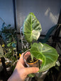 Alocasia regale shield