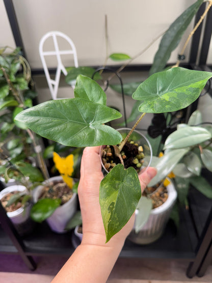 Alocasia Flemingiana albo w’ corms