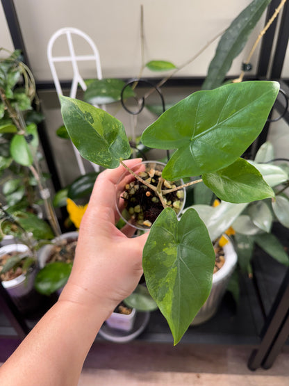 Alocasia Flemingiana albo w’ corms