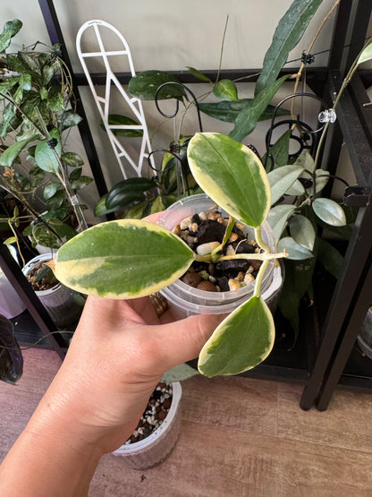 Hoya sp para albo