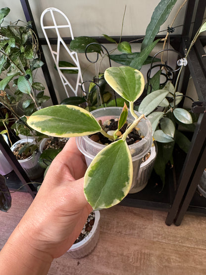 Hoya sp para albo