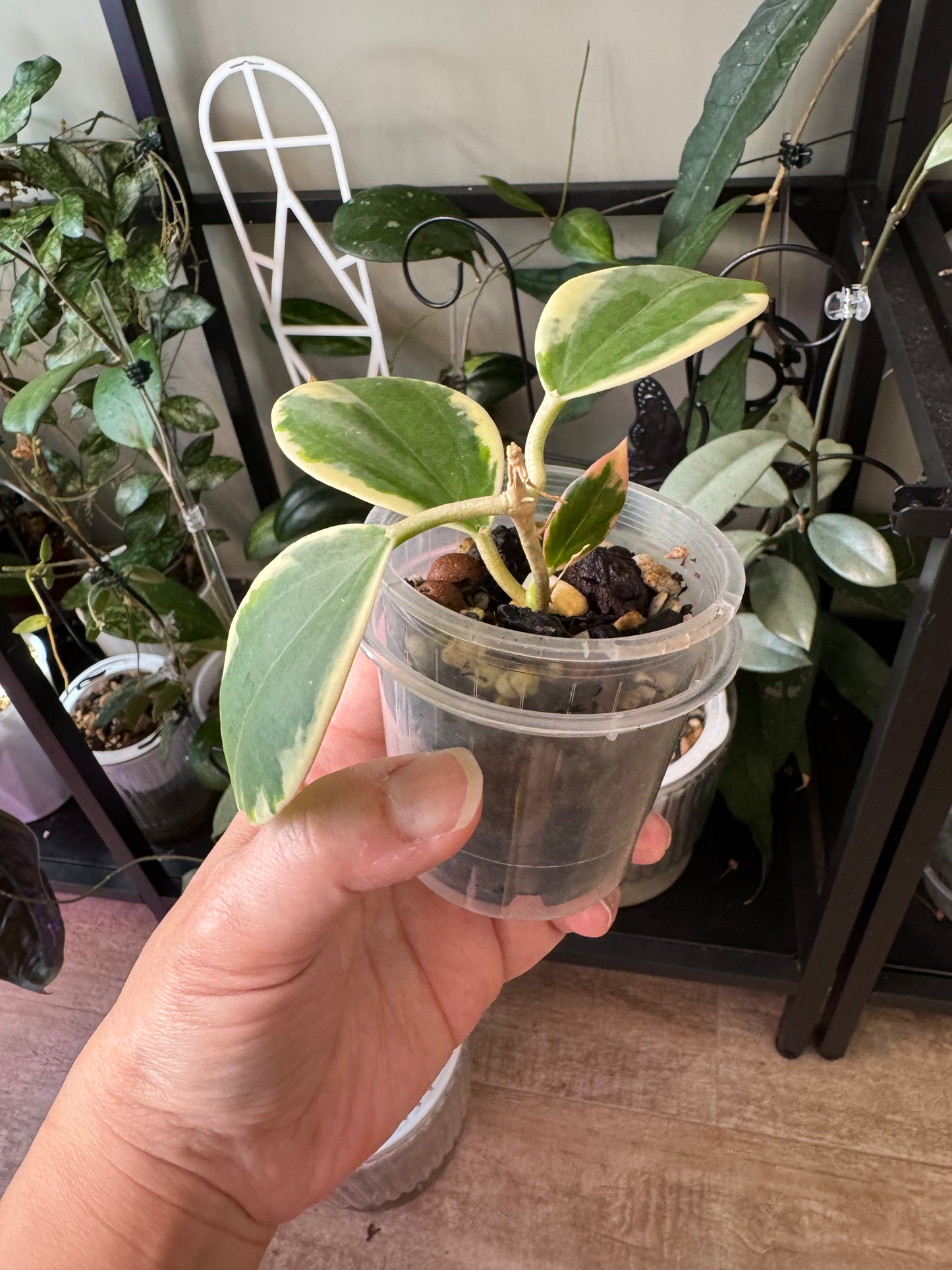 Hoya sp para albo