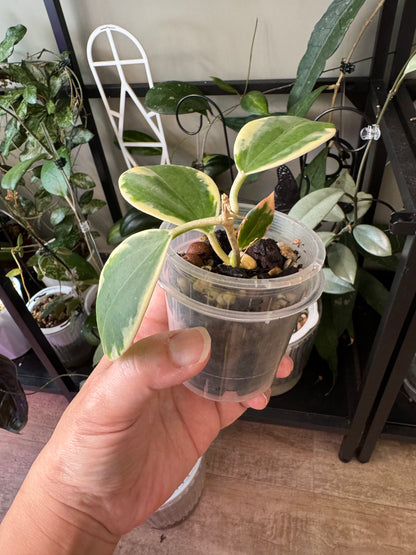 Hoya sp para albo