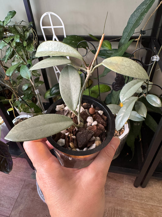 Hoya Wilbur graves super silver active growth