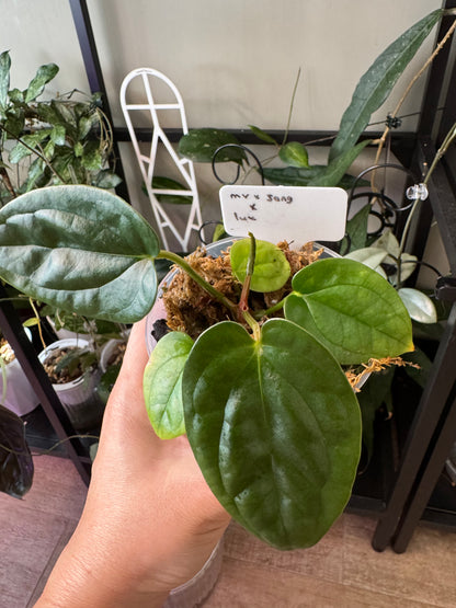 Anthurium (MV x Sang) x Lux