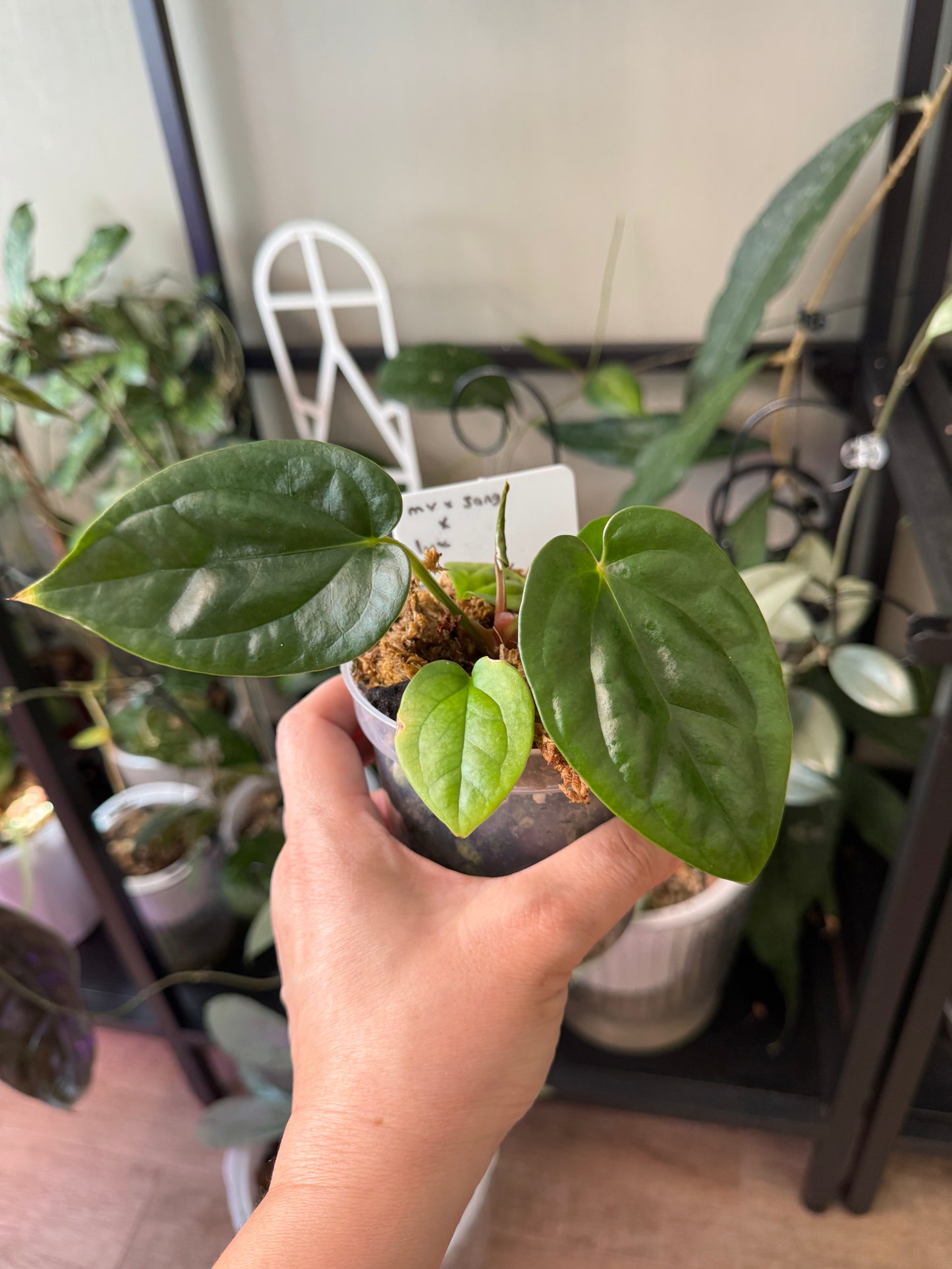 Anthurium (MV x Sang) x Lux