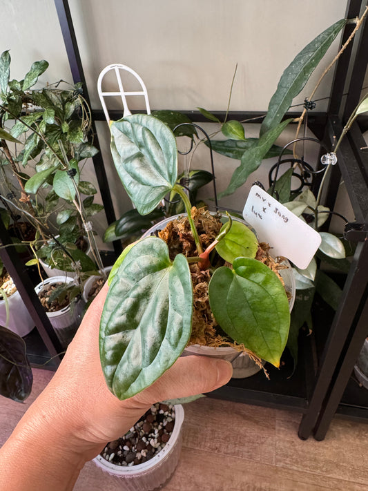 Anthurium (MV x Sang) x Lux