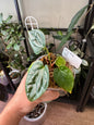 Anthurium (MV x Sang) x Lux