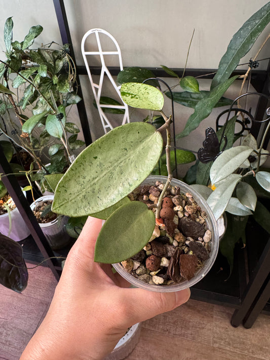 Hoya silver dollar B