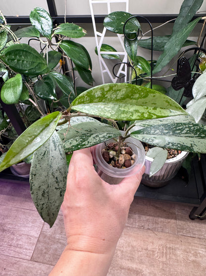 Hoya pubicalyx silver ghost B