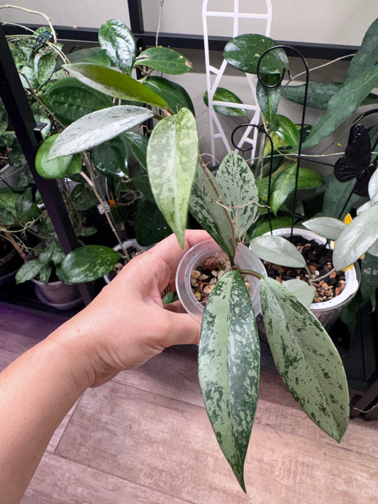 Hoya pubicalyx silver ghost B