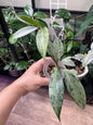 Hoya pubicalyx silver ghost B