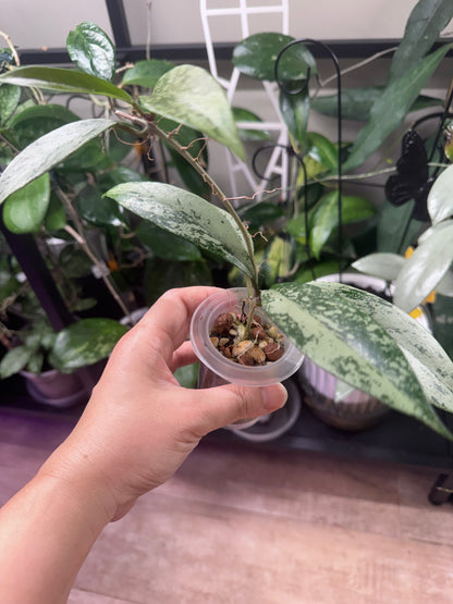 Hoya pubicalyx silver ghost B