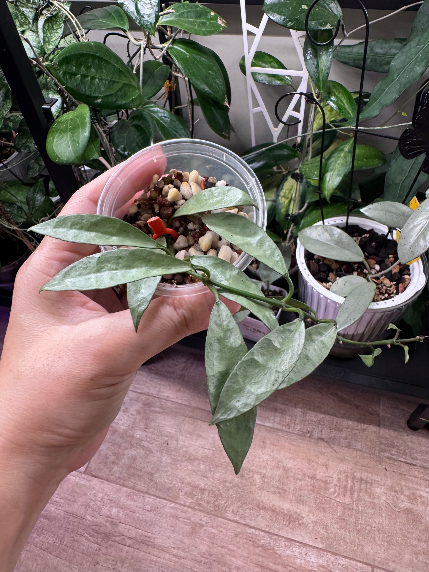 Hoya lacunosa long leaf