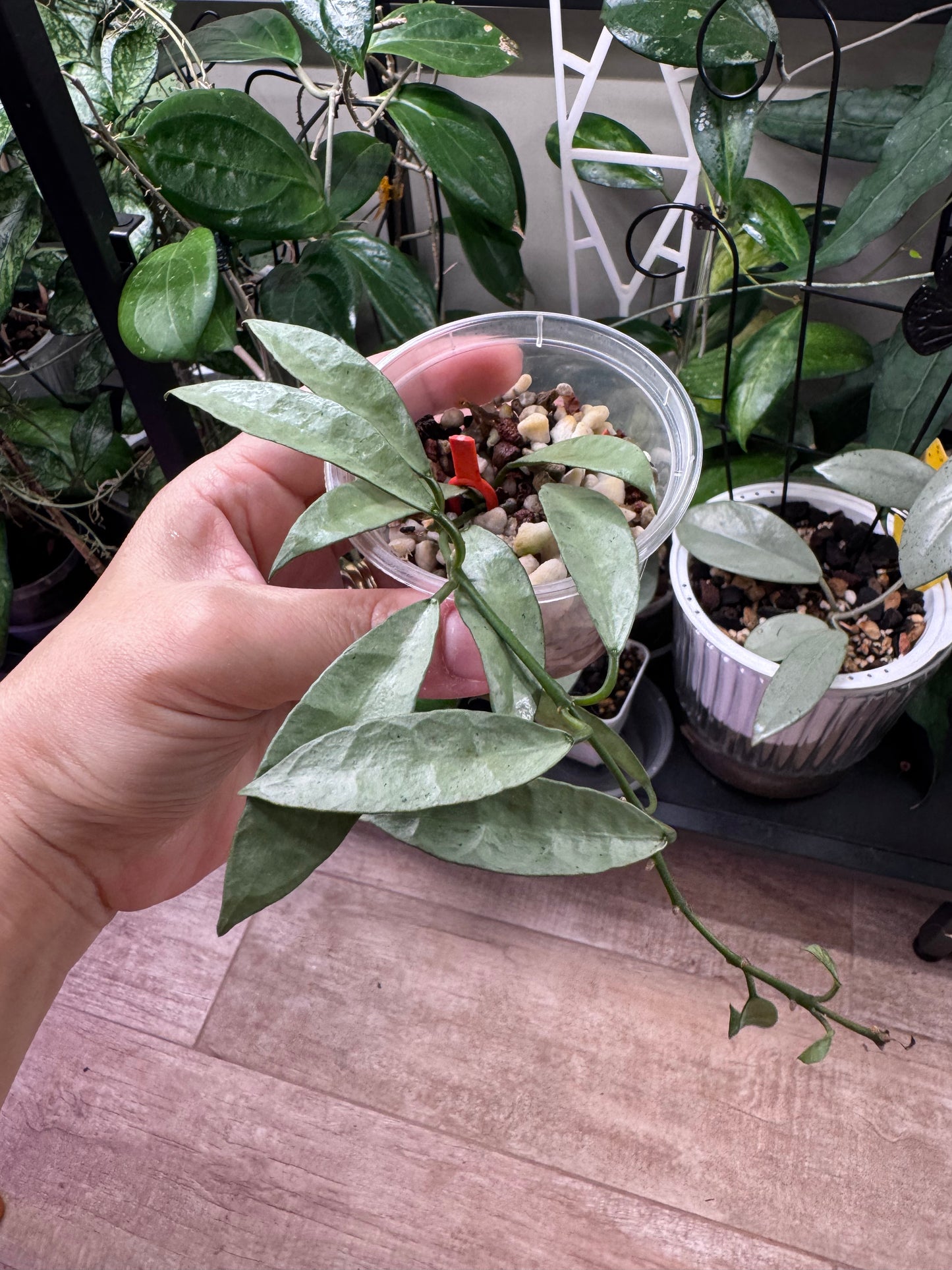 Hoya lacunosa long leaf