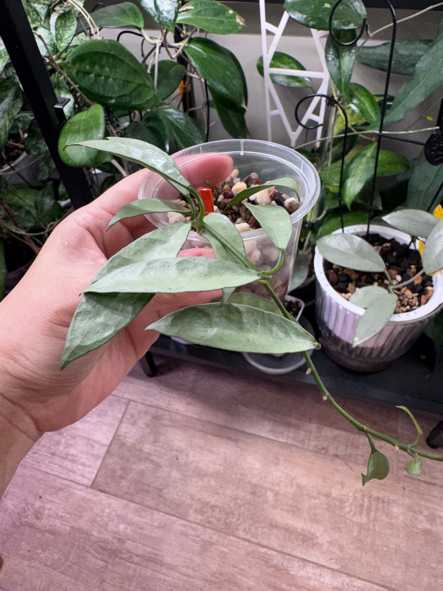 Hoya lacunosa long leaf