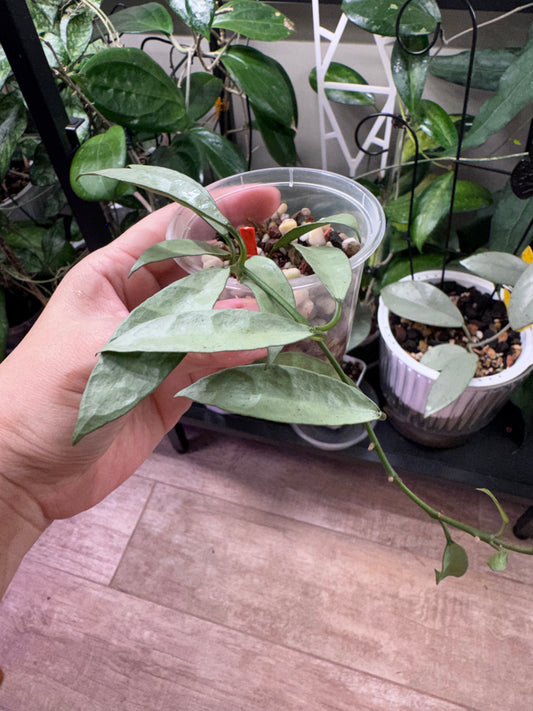 Hoya lacunosa long leaf