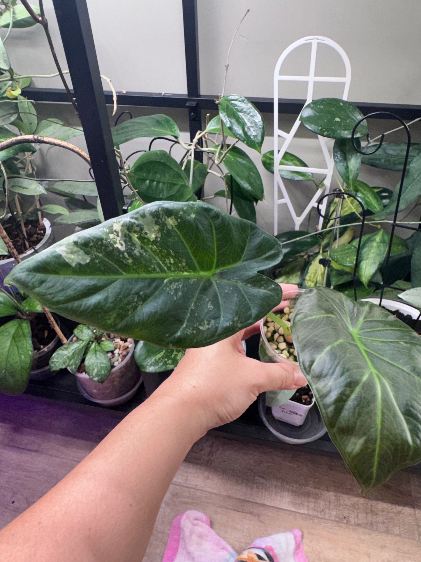Alocasia regale shield albo