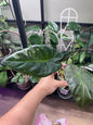 Alocasia regale shield albo