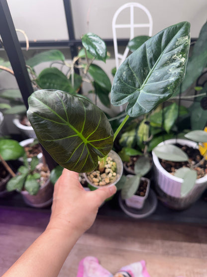 Alocasia regale shield albo