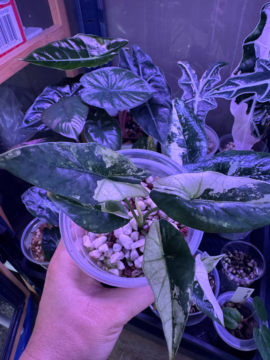 Alocasia Simpo albo