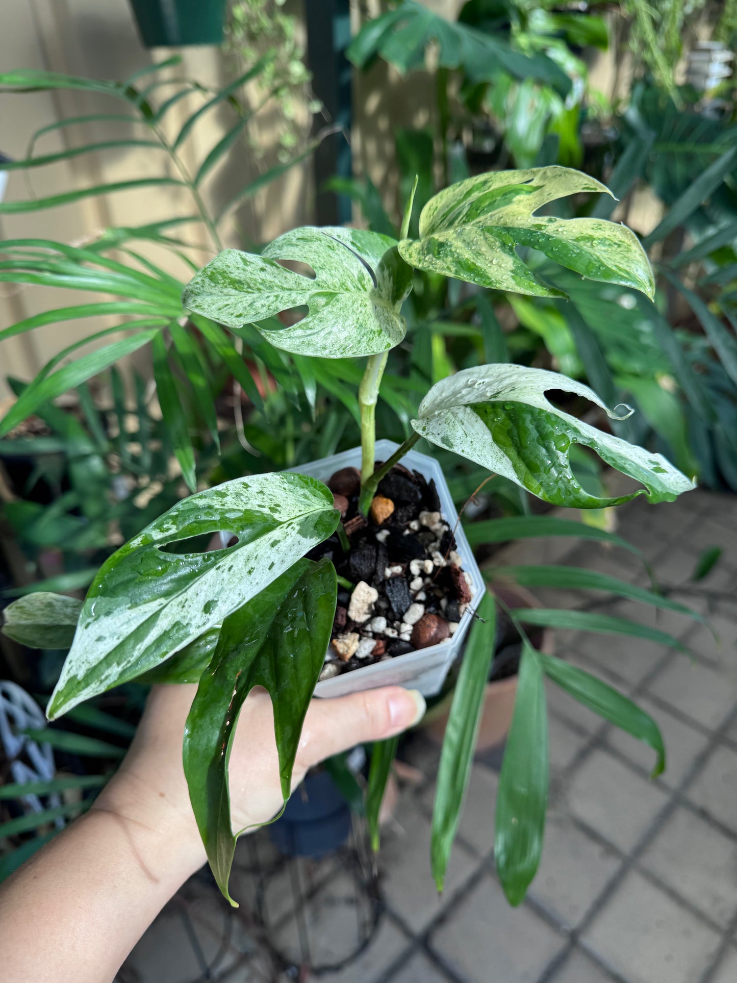 Epipremnum pinnatum marble
