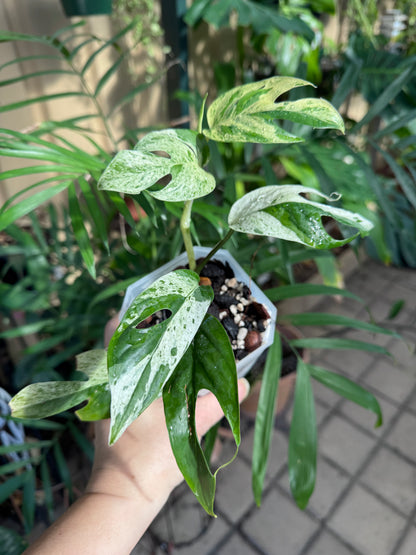 Epipremnum pinnatum marble