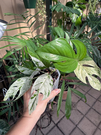 Epipremnum pinnatum marble