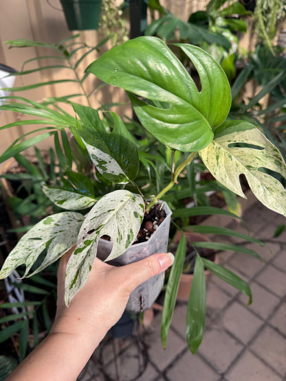 Epipremnum pinnatum marble