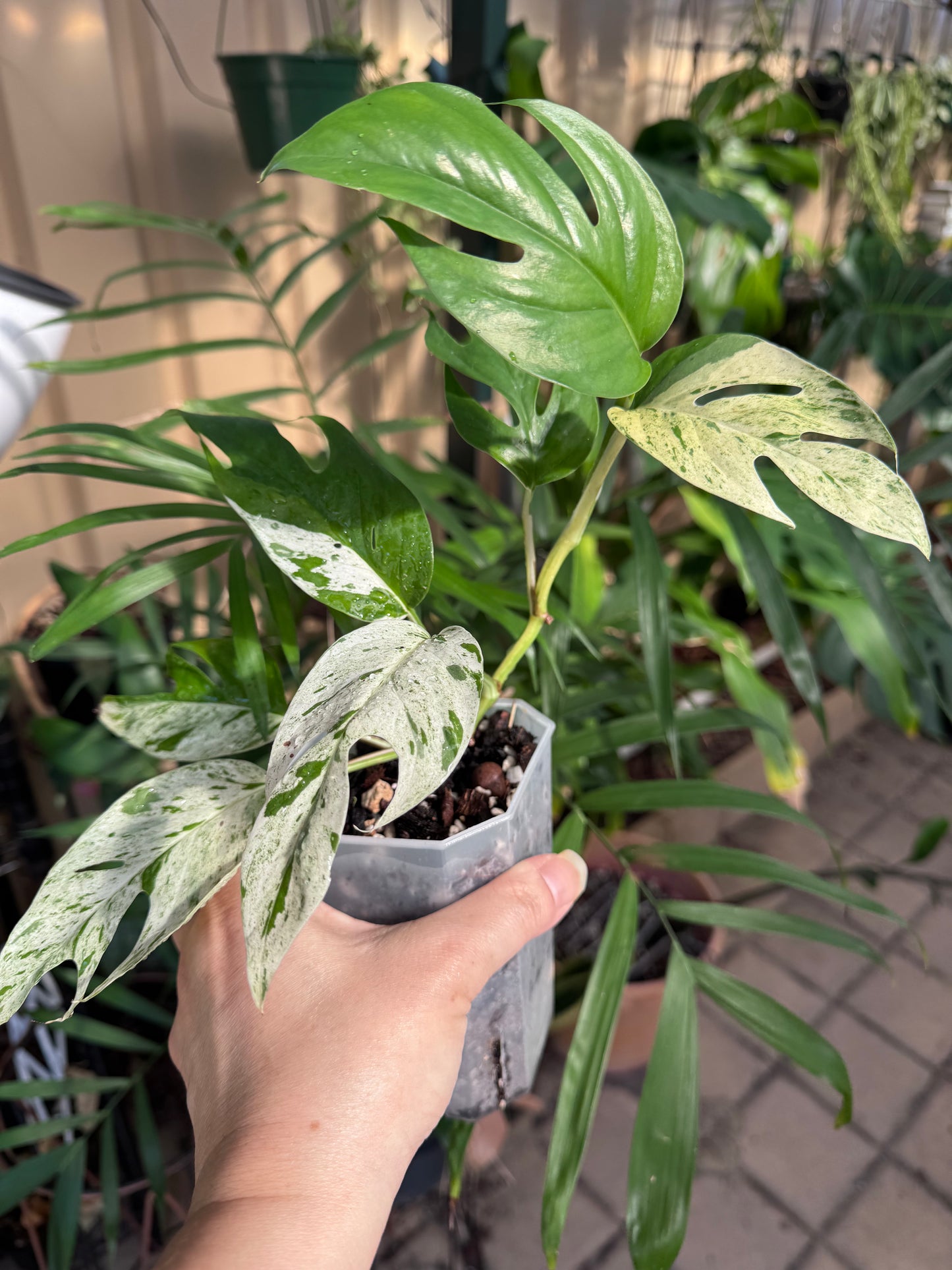 Epipremnum pinnatum marble