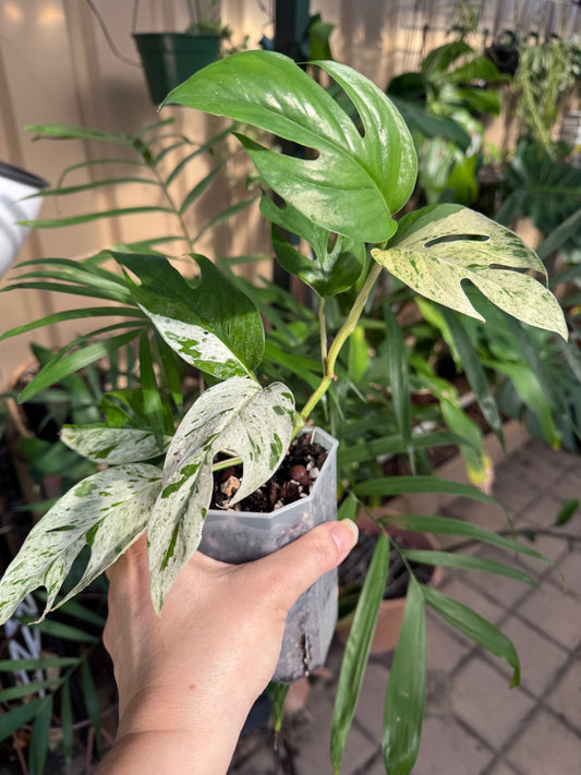 Epipremnum pinnatum marble