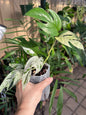 Epipremnum pinnatum marble