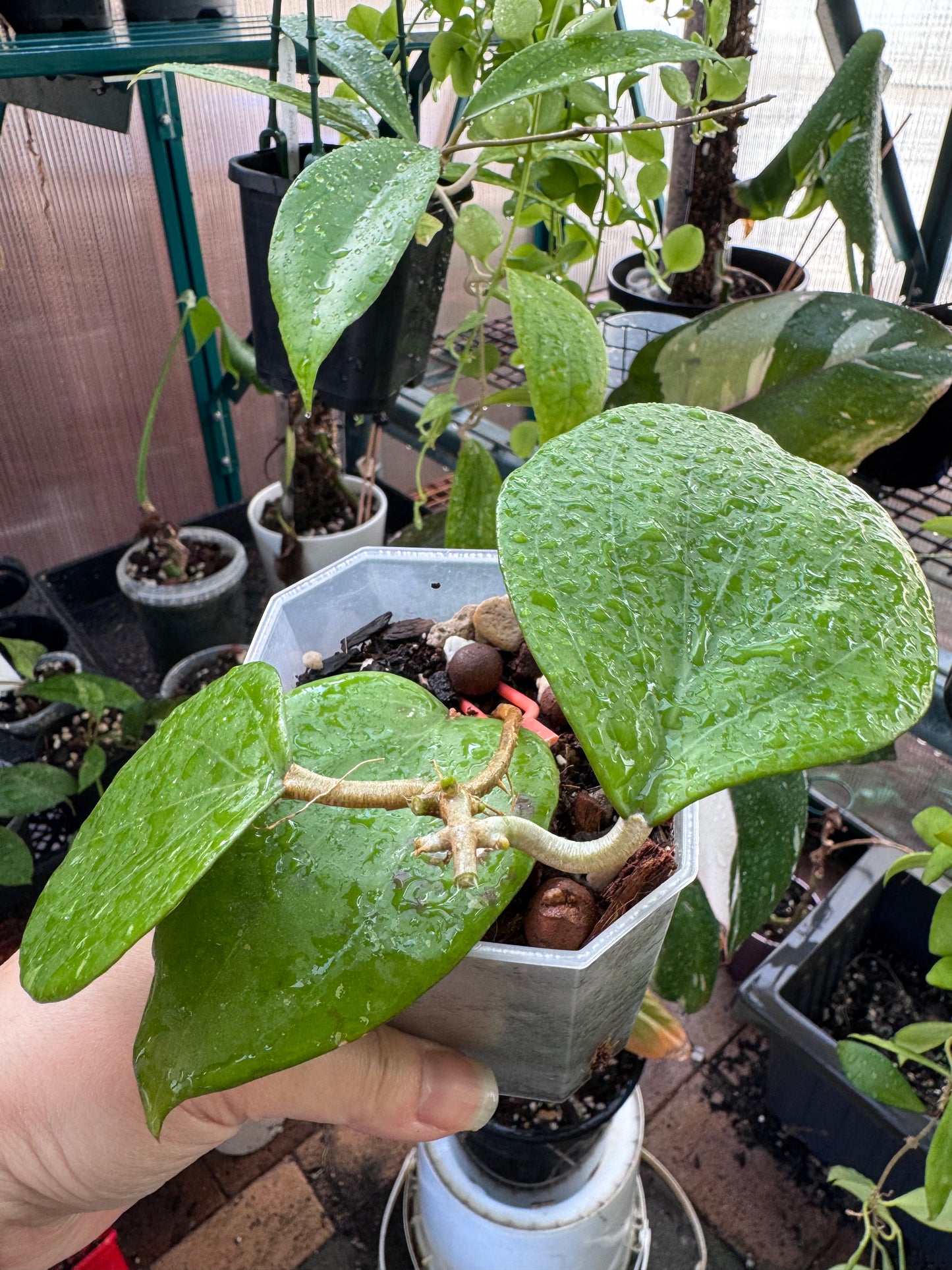 Hoya balanensis