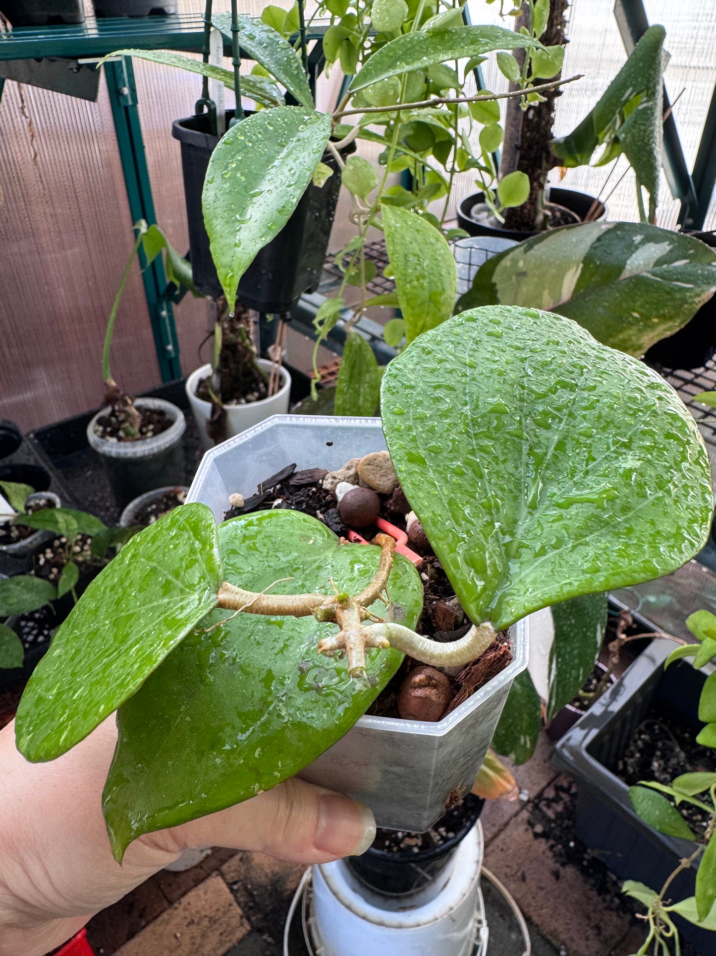 Hoya balanensis