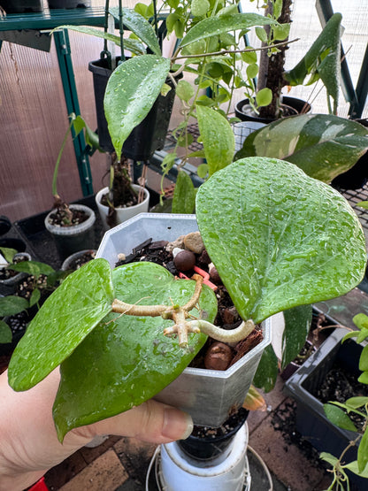 Hoya balanensis