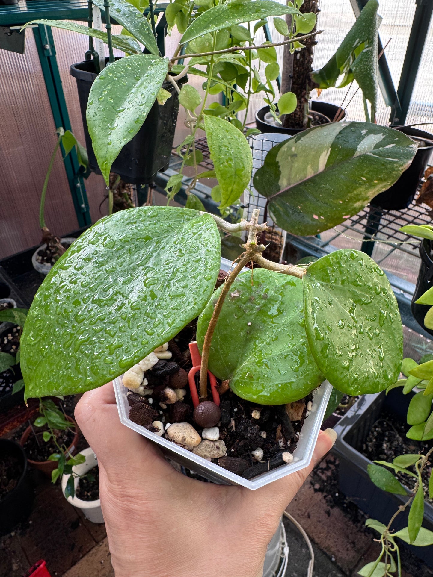 Hoya balanensis