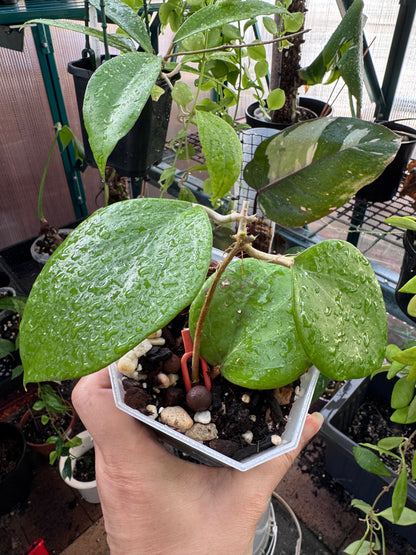 Hoya balanensis