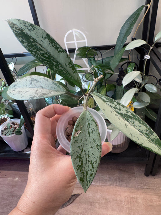 Hoya pubicalyx silver ghost