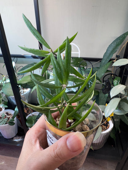 Hoya Pauciflora